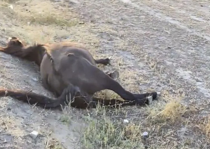 Người đàn ông tông chết 6 con ngựa trên quốc lộ, bị đòi bồi thường hơn 150 triệu đồng Ảnh 3