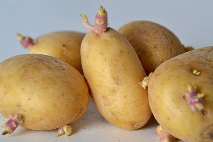 3 loại củ quen thuộc nhưng tiềm ẩn độc tố, mâm cỗ Việt nào cũng có Ảnh 1