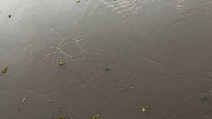 Tình nguyện viên đi vớt lục bình giúp người dân, sự việc sau đó khiến cả làng bàng hoàng Ảnh 3