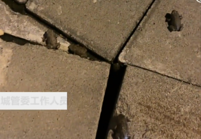 Hàng nghìn con ếch, nhái kéo thành đàn trên đường khiến người dân lo lắng Ảnh 1