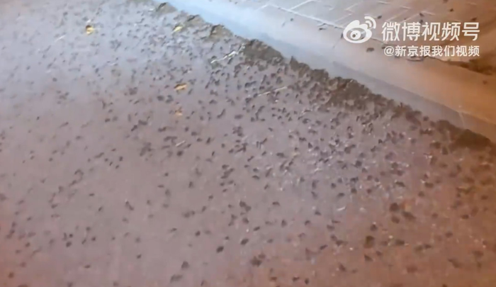 Hàng nghìn con ếch, nhái kéo thành đàn trên đường khiến người dân lo lắng Ảnh 2