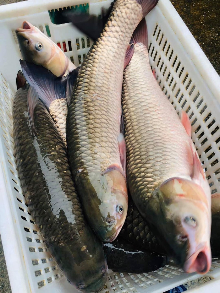 Bộ phận này của cá cực độc nhưng nhiều người Việt lại muốn ăn cho bằng được Ảnh 3