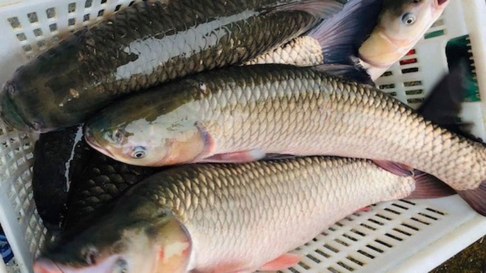 Bộ phận này của cá cực độc nhưng nhiều người Việt lại muốn ăn cho bằng được Ảnh 2