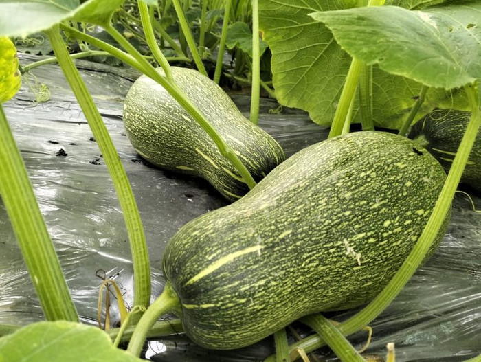 Bí đỏ được gọi là 'rau quả trường thọ' vì nhiều giá trị dinh dưỡng. (Ảnh minh họa)