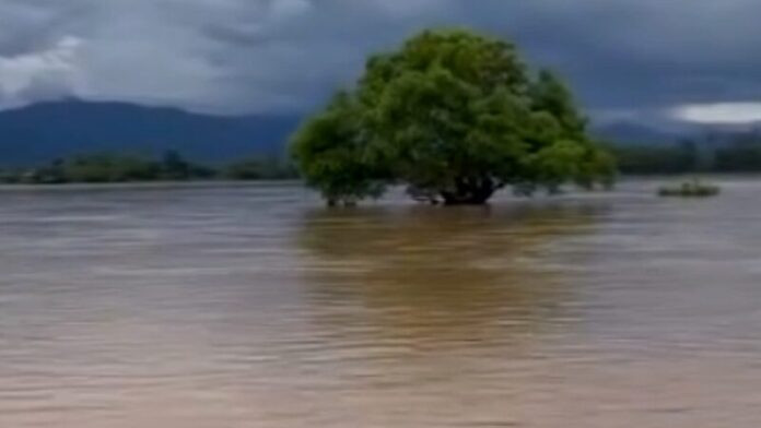 4 cậu bé bị lũ cuốn trôi vướng vào ngọn cây, nghẹt thở khoảnh khắc giải cứu Ảnh 1