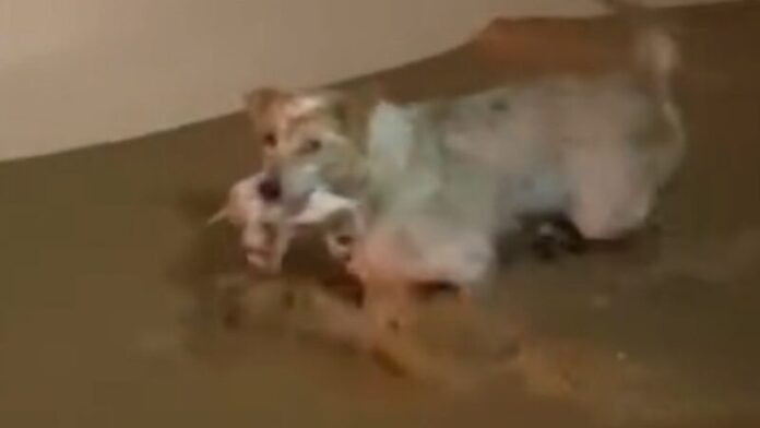 4 cậu bé bị lũ cuốn trôi vướng vào ngọn cây, nghẹt thở khoảnh khắc giải cứu Ảnh 3