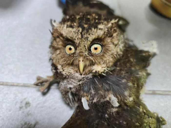 Nghe tiếng động lạ từ phòng khách lúc chuẩn bị đi ngủ, chủ nhà sững sờ khi kiểm tra Ảnh 3