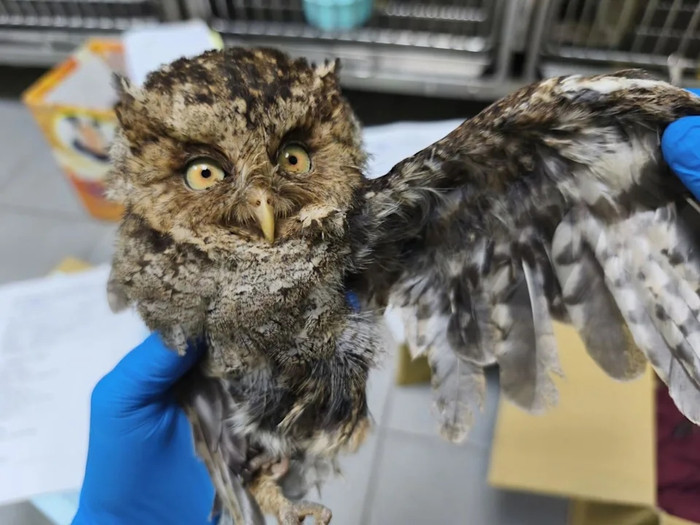 Nghe tiếng động lạ từ phòng khách lúc chuẩn bị đi ngủ, chủ nhà sững sờ khi kiểm tra Ảnh 2