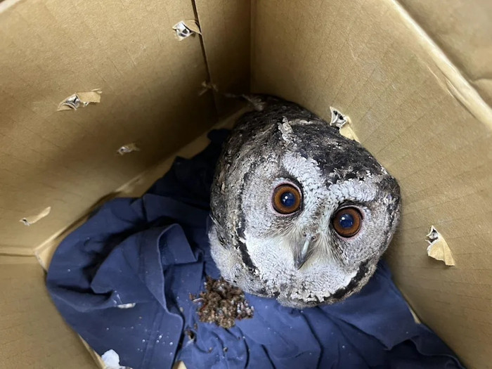 Nghe tiếng động lạ từ phòng khách lúc chuẩn bị đi ngủ, chủ nhà sững sờ khi kiểm tra Ảnh 1