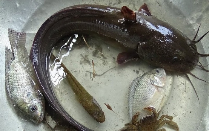 Cá ngát có bề ngoài khá giống với cá trê nên dễ gây nhầm lẫn. (Ảnh minh họa)