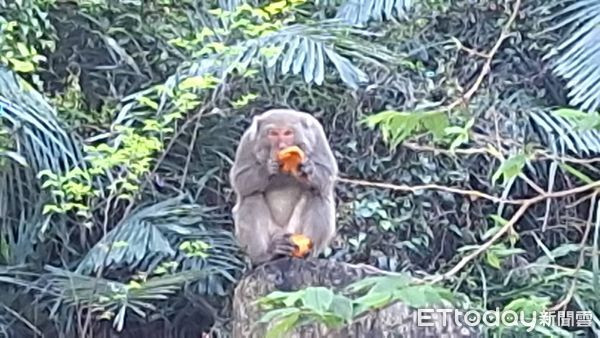 Vườn hồng bị phá hoại khiến nông dân lao đao, danh tính 'thủ phạm' gây ngỡ ngàng Ảnh 3