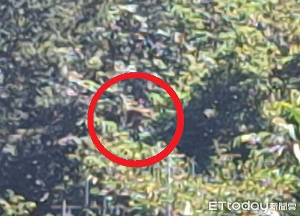 Vườn hồng bị phá hoại khiến nông dân lao đao, danh tính 'thủ phạm' gây ngỡ ngàng Ảnh 1