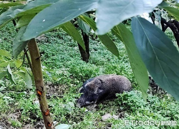 Vườn hồng bị phá hoại khiến nông dân lao đao, danh tính 'thủ phạm' gây ngỡ ngàng Ảnh 4