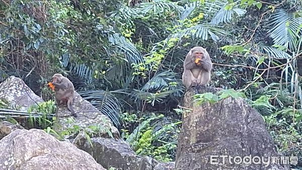 Vườn hồng bị phá hoại khiến nông dân lao đao, danh tính 'thủ phạm' gây ngỡ ngàng Ảnh 2