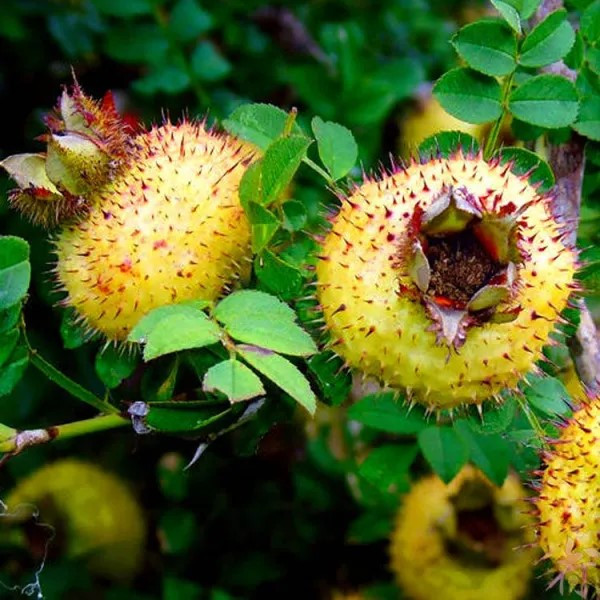 Ở Việt Nam có bán loại lê gai khô, vị chua dịu xen ngọt thanh, khá dễ chịu khi dùng. (Ảnh Sohu)