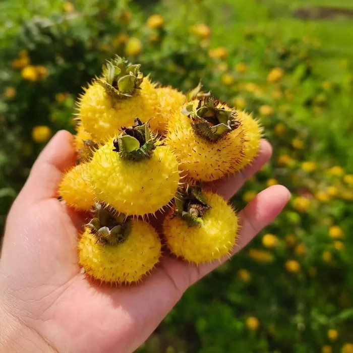 Lê gai là loại quả đặc biệt, có vị chua ngọt hấp dẫn. (Ảnh minh họa từ yugazenshoku)