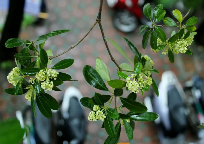 Ảnh: Kinh tế Đô thị