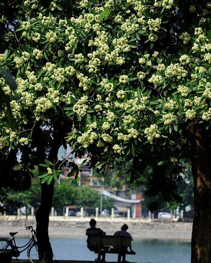 Loài hoa gây tranh cãi nhất khi Hà Nội vào thu Ảnh 4