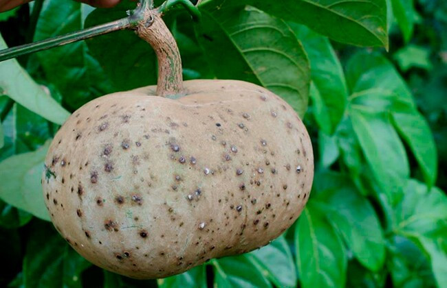 Loại quả đặc sản ở Thái Nguyên: Nghe rất lạ tai, ăn cũng lạ miệng Ảnh 3