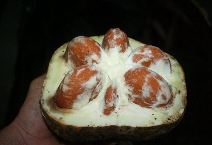 Loại quả đặc sản ở Thái Nguyên: Nghe rất lạ tai, ăn cũng lạ miệng Ảnh 2