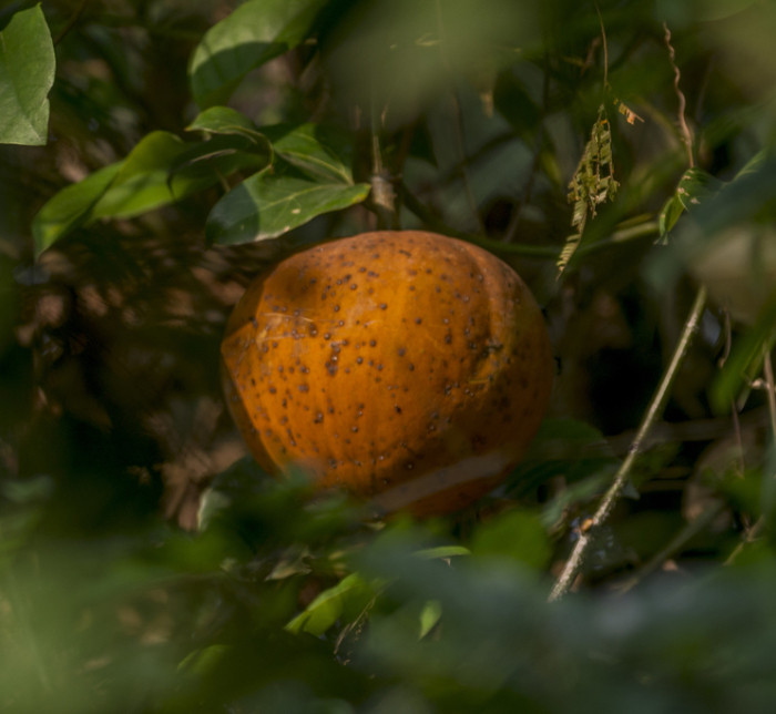 Loại quả đặc sản ở Thái Nguyên: Nghe rất lạ tai, ăn cũng lạ miệng Ảnh 4