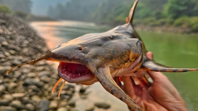Cá Chiên sinh sống chủ yếu ở những đoạn sông nước xiết, lòng sâu. (Ảnh minh họa)