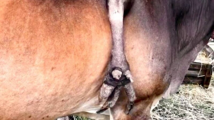 Con bò mọc cái chân thứ 5 trên lưng, trả giá 800 triệu đồng nhưng chủ không bán Ảnh 2