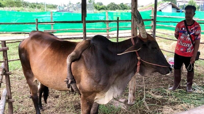 Con bò mọc cái chân thứ 5 trên lưng, trả giá 800 triệu đồng nhưng chủ không bán Ảnh 3