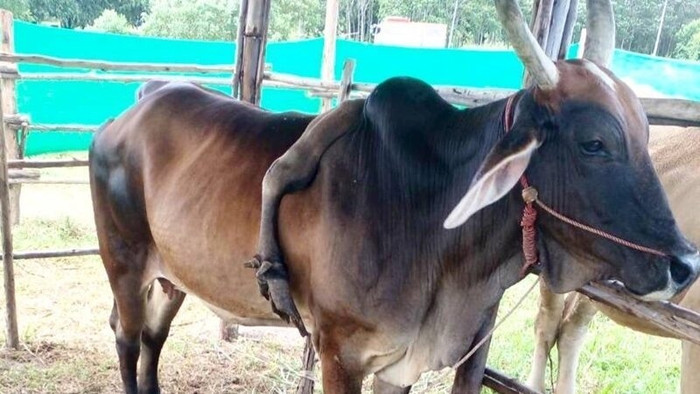 Con bò mọc cái chân thứ 5 trên lưng, trả giá 800 triệu đồng nhưng chủ không bán Ảnh 1