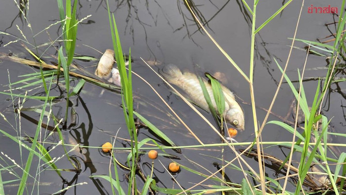 Hai vợ chồng đi ra đồng bắt cá, được hàng xóm tìm thấy trong tình trạng thương tâm Ảnh 2