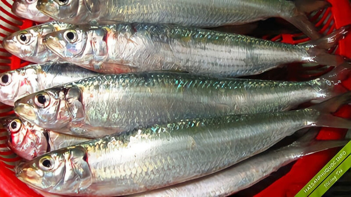 3 loại cá thường bị chê tanh nhưng lại là 'kho dinh dưỡng' cho não bộ Ảnh 2