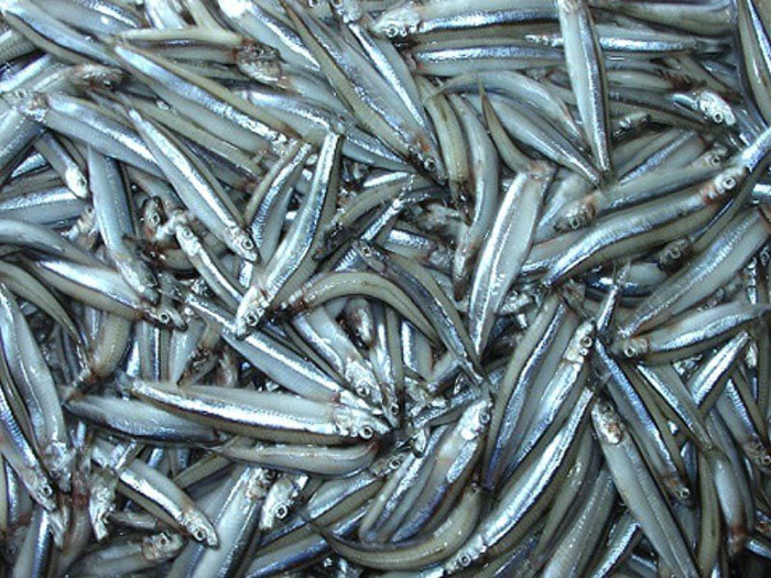 3 loại cá thường bị chê tanh nhưng lại là 'kho dinh dưỡng' cho não bộ Ảnh 3