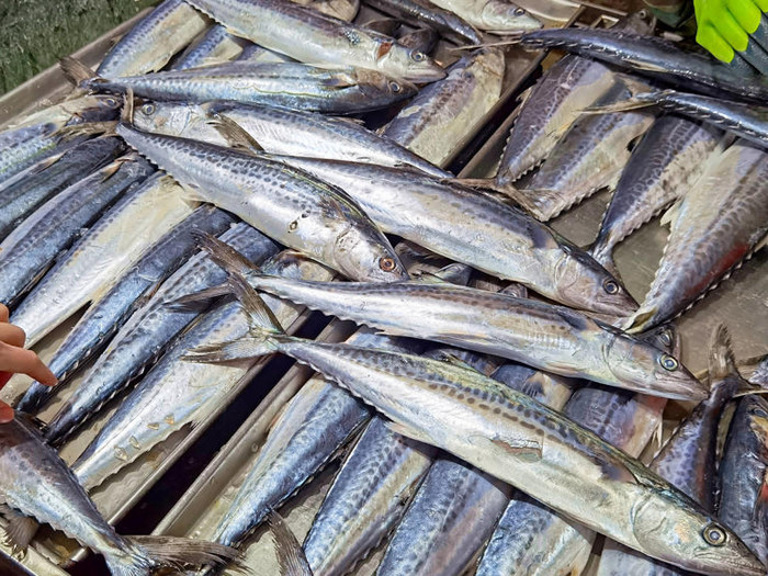 Cá thu đao sống ở vùng biển sâu, chưa thể nuôi công nghiệp. (Ảnh minh họa)