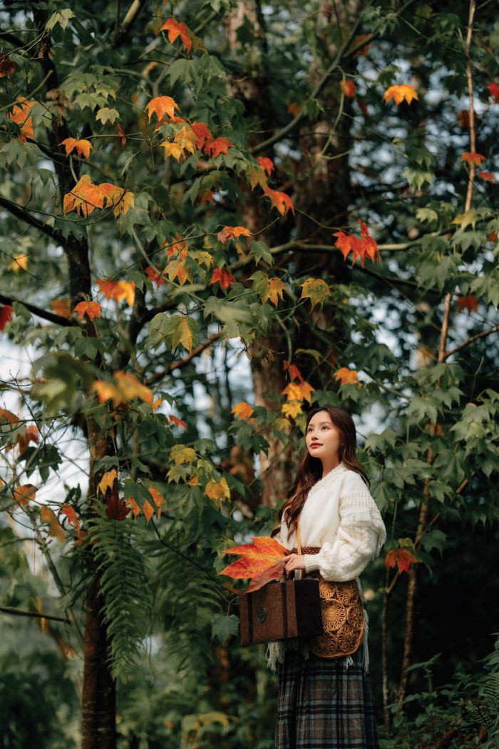 Du khách kéo đến check-in trong mùa lá phong ở Đà Lạt. Ảnh: Kokoro Cafe 