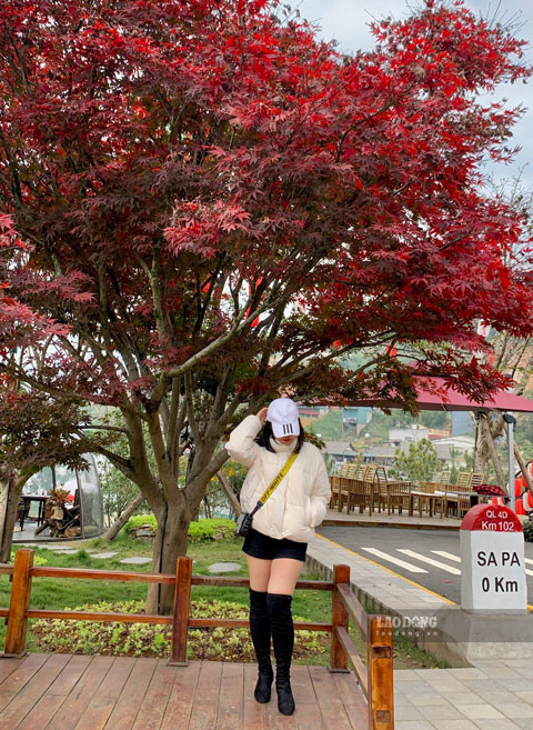 Du khách thích thú check-in dưới hàng cây lá đỏ ở Sa Pa. Ảnh: báo Lao Động