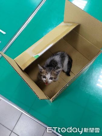 Nghe tiếng kêu bên trong khoang động cơ, chủ xe hoảng hốt gọi cảnh sát Ảnh 3