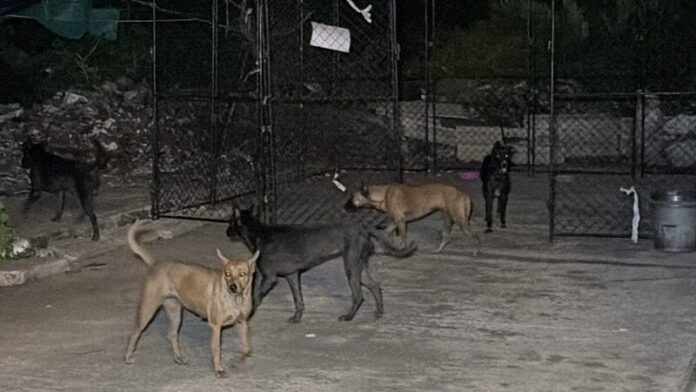 Mèo nuôi liên tục bị cắn chết, người dân bàng hoàng khi xem camera ghi lại hung thủ Ảnh 2