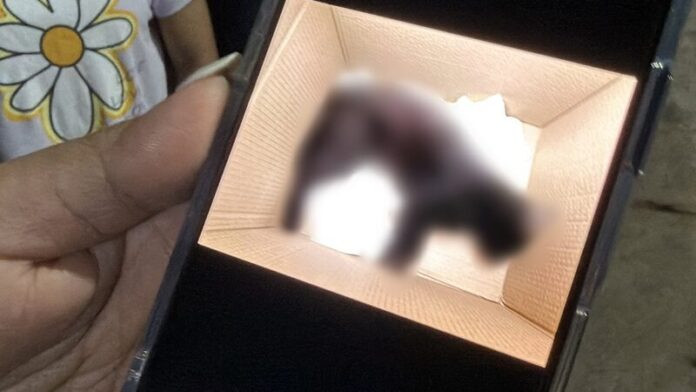 Mèo nuôi liên tục bị cắn chết, người dân bàng hoàng khi xem camera ghi lại hung thủ Ảnh 1