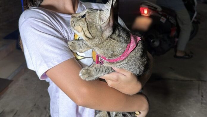 Mèo nuôi liên tục bị cắn chết, người dân bàng hoàng khi xem camera ghi lại hung thủ Ảnh 4