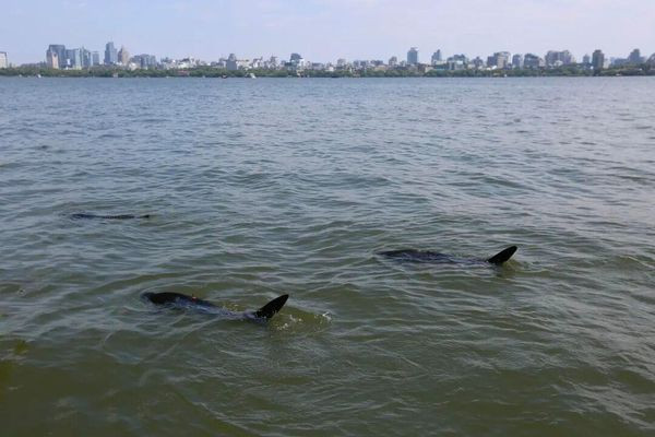 Du khách sốc khi thấy 'cá mập' xuất hiện giữa hồ, sự thật khiến nhiều người xôn xao Ảnh 1