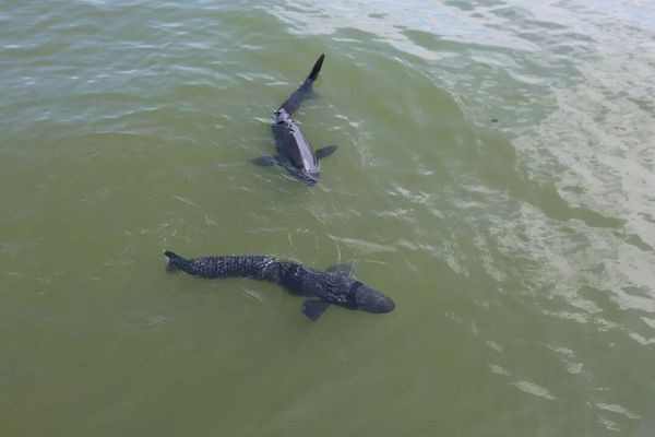 Du khách sốc khi thấy 'cá mập' xuất hiện giữa hồ, sự thật khiến nhiều người xôn xao Ảnh 3