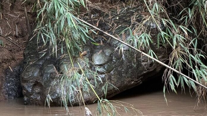Clip: 'Con rắn' khổng lồ lấp ló bên bờ sông khiến cộng đồng mạng rùng mình Ảnh 4