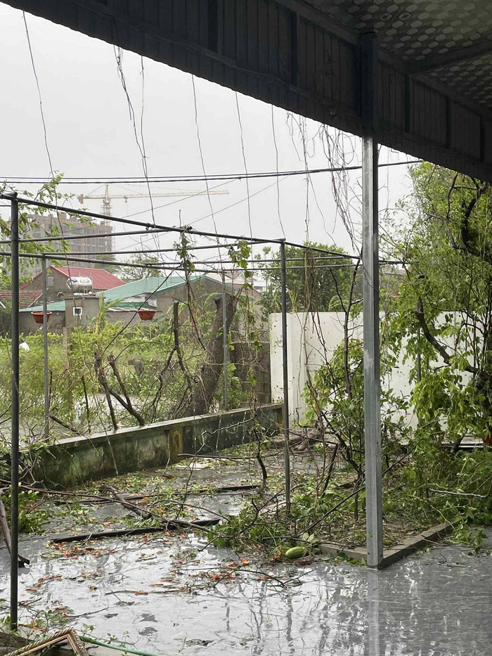 Bão số 10 khiến cây cối trong sân vườn đổ gãy. Ảnh do người dân cung cấp.