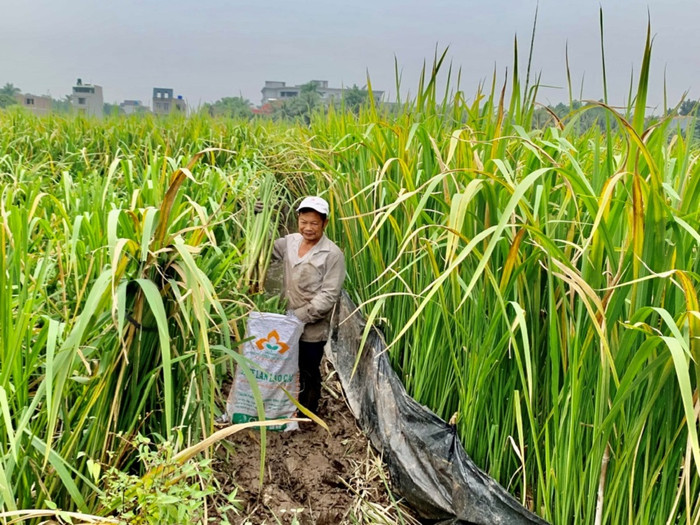 Người dân trong mùa thu hoạch củ niễng.