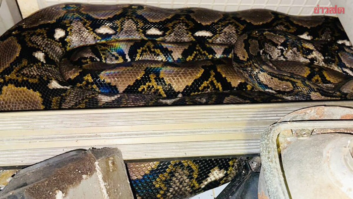 'Quái vật' khổng lồ bị lũ cuốn vào nhà rồi nuốt chửng con mèo, người dân kinh hãi khi kiểm tra Ảnh 3