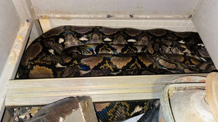 'Quái vật' khổng lồ bị lũ cuốn vào nhà rồi nuốt chửng con mèo, người dân kinh hãi khi kiểm tra Ảnh 2