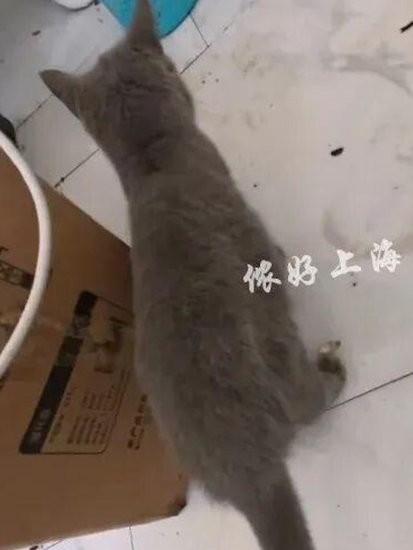 Cặp đôi mất tích sau nhiều tháng không đóng tiền trọ, chủ nhà sửng sốt khi mở cửa kiểm tra Ảnh 4