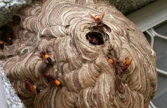 Hai anh em bị ong đốt nguy kịch, cha mẹ tức tốc về trong đêm nhưng không kịp nhìn con lần cuối Ảnh 2