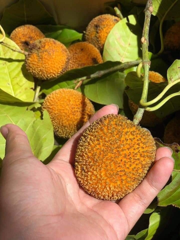 Loại quả mọc dại xưa chẳng ai để ý, nay thành đặc sản được săn lùng Ảnh 2