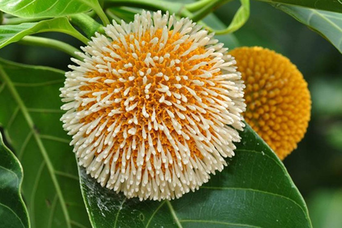 Loại quả mọc dại xưa chẳng ai để ý, nay thành đặc sản được săn lùng Ảnh 3